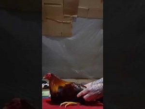 How to hand work an condition a game rooster