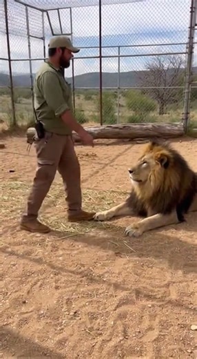 Animals Attack Zone: Wildlife has no warning signs #lion #wildlife #zoo #animals #fail