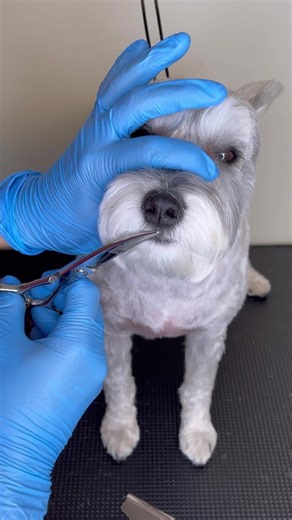 Schnauzer Grooming Tips and Techniques