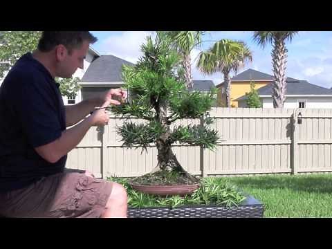 How to Bonsai - Podocarpus Styling