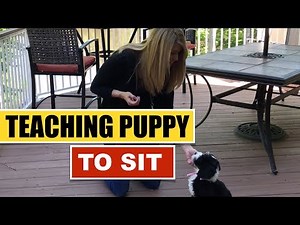 How To Train Bernedoodle Puppy To Sit - Dog Obedience