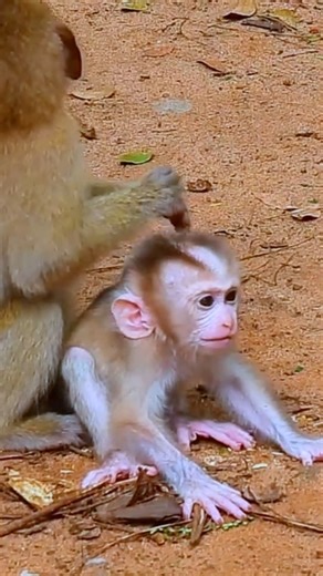 Watch these cute baby monkeys play side by side, sharing precious moments of brotherly love that melt hearts and remind us of life’s sweetest blessings. | Kenny Cooking