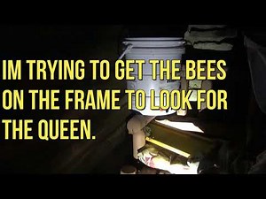 Improved 5 gallon bucket Swarm Trap!!