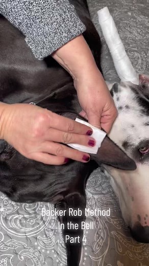 #croppedears #tutorial #greadanepuppy #cropped #taping #dogsoftiktok #taping #ears #posting #backerrodmethod #ears #dogs #oona #greatdanelove