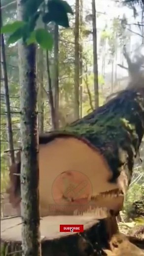 Amazing Tree Cutting Skills in Action