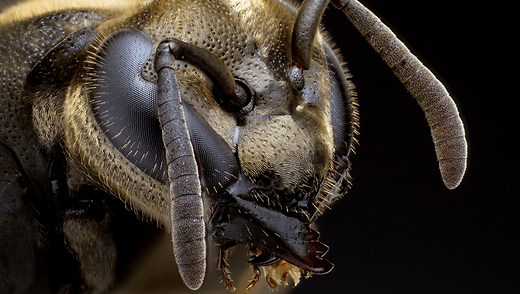 The Mexican Honey Wasp Can Produce Honey Just As Good As Any Bee