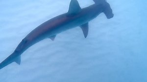 Shell Island Dolphin Tours LLC on Reels | Facebook