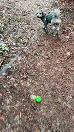 Archie has never played with or been interested in a ball or stick or anything on walks. He only started taking treats on walks last year so this is a HUGE deal for Archie to be relaxed enough to play with his ball 🥺 #Cockapoo #Fetch #FYP