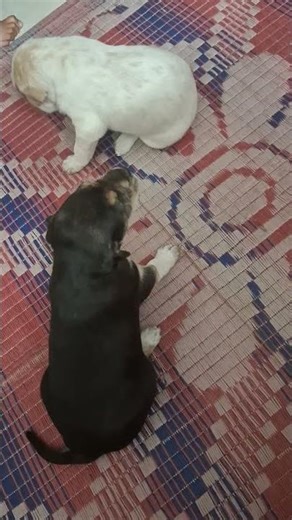 Chanda Hai Tu Mera Suraj Hai Tu#dog#viralvideo#gunishkamalhotra