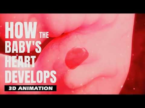 How the Baby's Heart Develops ?!! | 3D Animation