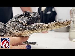 Gatorland helps rescued jawless alligator recover at theme park