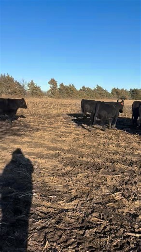 Top of the Line “anywhere”!! Being offered Dec 10, 2025 40 blk Spring bred 1st calf heifer. Low birth weight Angus bulls turned in May 1 for 75 days. (1st rd. ScourGuard given 11/15) | Manhattan Commission Company