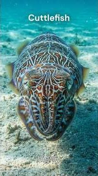 The Cuttlefish: The Shape-Shifting Genius of the Sea