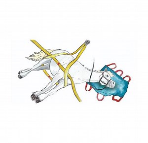 Standard Manual Stropping Techniques - BARTA