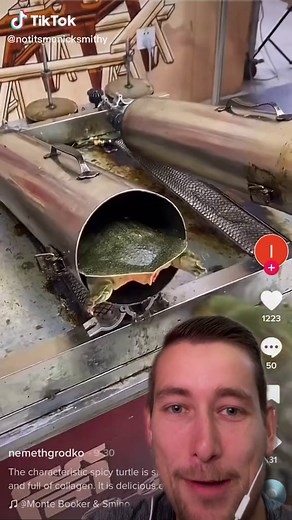 Adorable Turtle Race Compilation - Cute Turtles Video