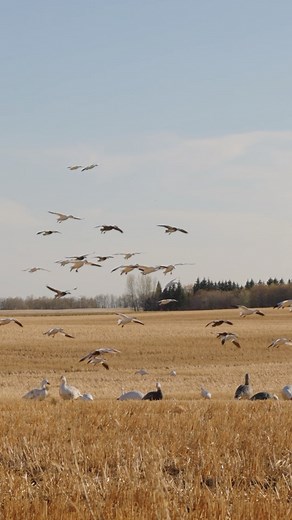 2.2K views · 171 reactions | From the prep work, to the setting of the trap, it was a beautiful day! #snowgoosehunting #hunting #snows #snowgeese #waterfowler #waterfowlhunting #reels | Northern Skies Outfitters | Facebook