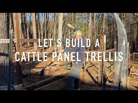 Building a Cattle Panel Trellis