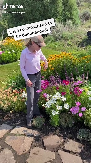 Deadheading Cosmos: Tips for Continuous Blooming