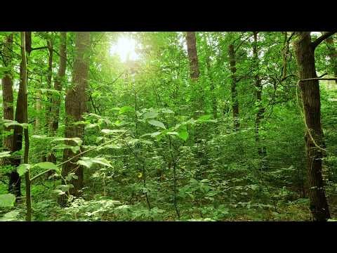 Dense Morning Forest Ambience--Birds Singing 🌲 (Real Video & Natural Sound )