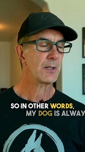 11K views · 276 reactions | Training multiple dogs is usually...