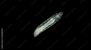 worm-like larva of a fly midge insect of the order Diptera under a microscope, Suborder Brachycera. The size is about 3 mm