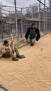 Gorilla Saves Zookeeper From Leopard Attack – Caught on Camera | SCR Family