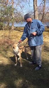 UPDATE Spot was adopted today !!!!!!!💕😀😀😀😀 Please share for “Spot”. He is big, happy and has been waiting for someone to adopt him for months and months ! He has got lots of energy but is such a good natured doggy. See for yourself, here he is with Ricky 🦋🦋🦋🦋 | Kent Animal Shelter