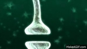 BBC-Synapse between two neurons on Make a GIF