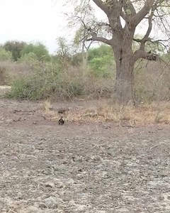 4K views · 247 reactions | Who here can identify this pair of curious...