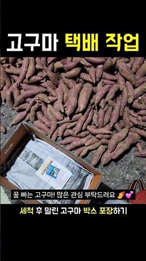 세척 후 잘 말린 꿀고구마 택배 작업 과정 공개합니다~ 미니 고구마 & 혼합 고구마 2.5kg부터 10kg까지 다양하게 만나보세요 #Shorts