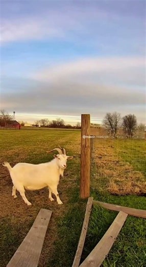 Bro got HIT by the fence 😭🐐