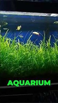 Natural Aquarium Secrets For You!