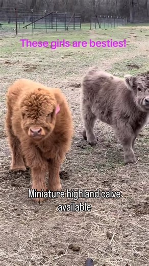 minihighlandcowfarm on Instagram: "We are currently accepting inquiries for our limited available calves. Serious inquiries only, please! Mini Highland Cow, Mini Highlander, Fluffy Mini Cow, Scottish Highland Mini Jersey Cow, Miniature Jersey Cattle, Mini Dairy Cow Dexter Cattle, Dual-Purpose Dexter, Irish Dexter Lowline Angus, American Aberdeen Angus, Mini Angus Miniature Hereford, Mini Hereford Belted Galloway (or Mini Beltie), Oreo Cow, Miniature Galloway Miniature Zebu, Mini Zebu Mini Cow #c