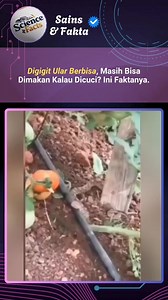Kalau makanan digigit ular, sebenarnya bisa ular itu nggak berbahaya kalau tertelan. Soalnya, racun ular bekerja lewat aliran darah, bukan lewat sistem pencernaan. Enzim di lambung kita cukup kuat buat ngancurin racunnya. Tapi beda cerita kalau ada luka di mulut, tenggorokan, atau di sistem pencernaan. Dari luka itu, racunnya bisa masuk ke darah dan tetap berbahaya. Selain itu, mulut ular juga bisa bawa banyak bakteri, yang bisa bikin infeksi atau gangguan pencernaan. Jadi, kalau nemu makanan ya