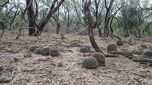 Some of the Coolest Cactus Habitat in South Texas | Crime Pays But Botany Doesn't