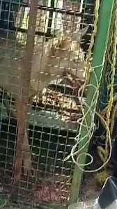 Indian police are searching for a pack of wolves. Over the last two months, the wolves have killed eight children and one adult. | DW News