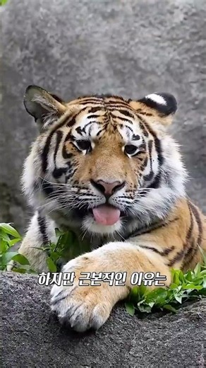 How Tigers Express Their Affection