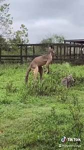 Kangaroo Jack or JACKED! Come meet Jack and his girls. Tours tomorrow at 12 and 2! | Crocodile Encounter