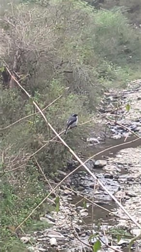 #lovely #nature #smile bird