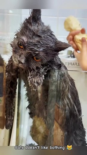 Why Cats Dislike Baths: Funny Moments