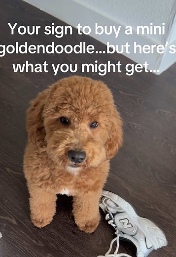 Mini Goldendoodle: Adopting a Playful Companion