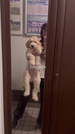 6ヶ月になったPECO。 段々大きくなって抱っこも大変になってきました〜🥶早く階段降りれるようになるといいね😅 #6ヶ月パピー#ゴールデンドゥードル #ゴールデンレトリバー #スタンダードプードル #成長記録#パピー#ミックス