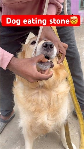 Dog eating stone🤯￼#shorts #trending #dog #Nature&status ￼