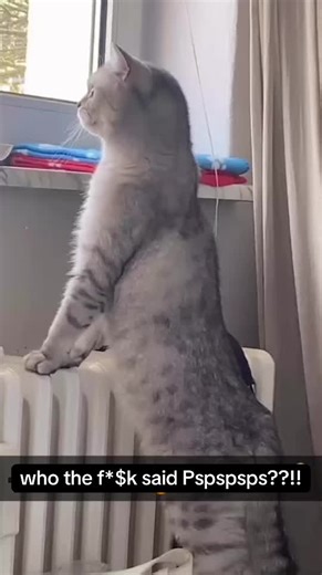 Divertida Meme de Pspsps en TikTok