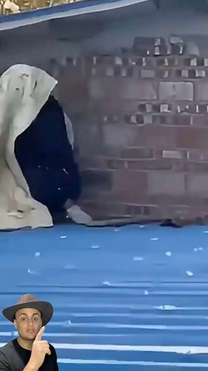 Como removem vespas? #curiosidades #tecnologia | Miau historinhas