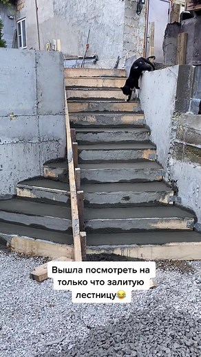 Оксана & Чихуахуа Бонита on TikTok