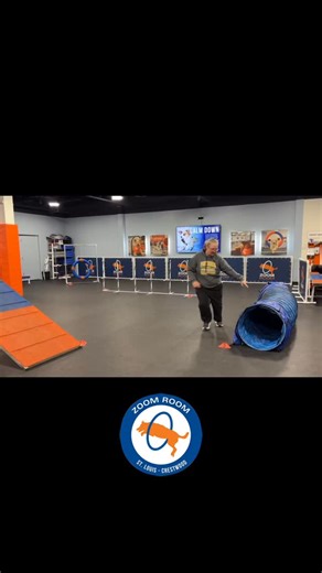 Gracie flew through our advanced agility course like a total pro! 🐾🔥 We love watching dogs build confidence, speed, and so much joy on the course. Think your pup would love this? Come run with us at Zoom Room Crestwood! 314-394-2084 #zoomroomcrestwood #advancedagility #stldogs #dogtrainingfun #zoomroomdogs | Zoom Room Dog Training