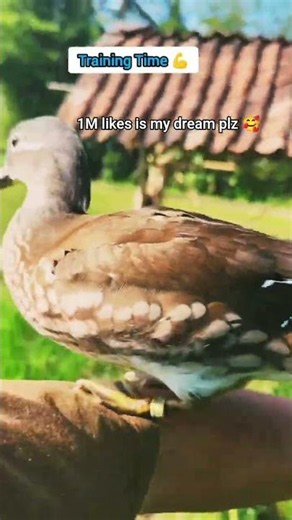 Smart Duck Training Session 🦆 | My Amazing Trained Duck in Action #ducklife #birds #animals #shorts