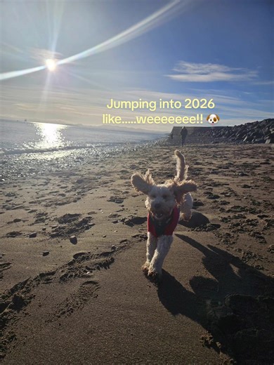 Celebrating Life with a Cockapoo in Scotland