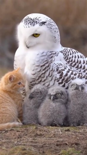 Snowy Owl Takes a Little Kitten into Her Family🐈🦉💖#shorts #cat #kitten #cute #dog #puppy #lost #owl